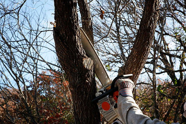 Northvale, NJ Tree Care Company