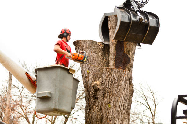 Best Tree Risk Assessment  in Northvale, NJ